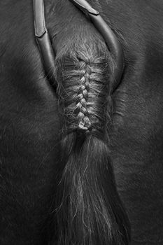 Artistic black and white detail of a braid
made of the hair on the horse's tail