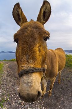 Image shows a donkey photographed with a wide angle lens	