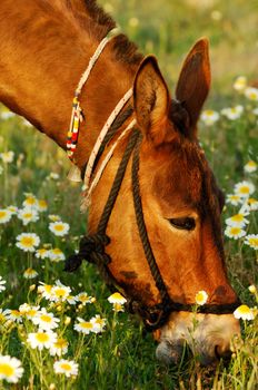 Image shows a mule eating grass under warm afternoon light