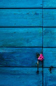 Image shows a highly textured blue door with some small violet flowers on the handle