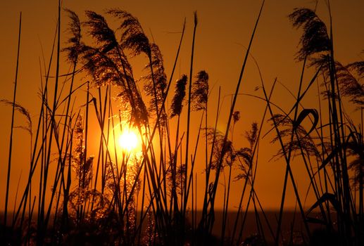 Straws in the sun