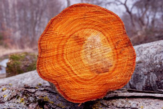 Log cut wooden background texture. Colorful cross section of cut tree.