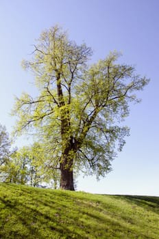 Old lime covered with new spring leaves on the green hill.