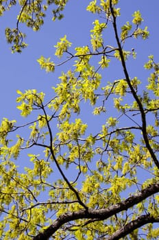 Oak branches covered with new leaves in early spring.