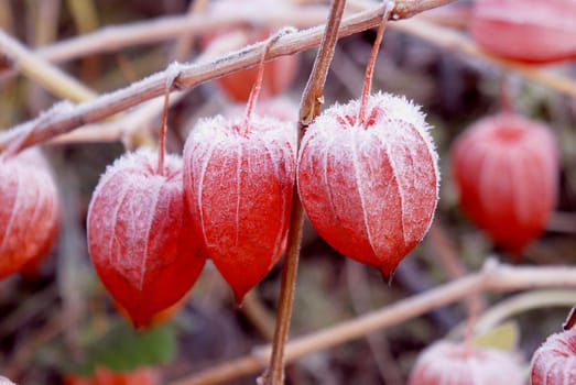 The first snow fall on the red husk tomato fruits