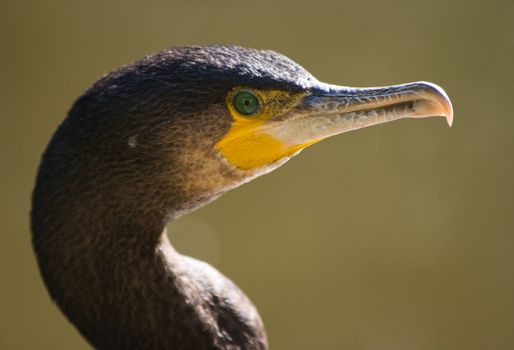 great cormorant standing at the waterside in the sun 