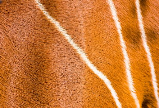 striking reddish-brown coat with white stripes of a Bongo antelope