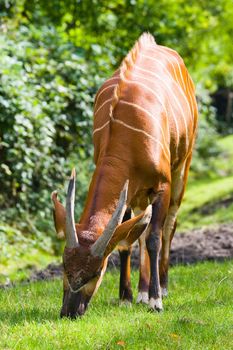 Bongo antelope walking slowly and eating grass