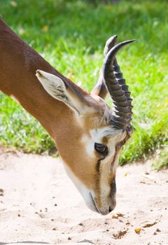 Mhorr gazella walking over the sand and looking curious