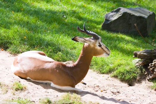 a Mhorr gazella is resting in the sand on a warm septemberday