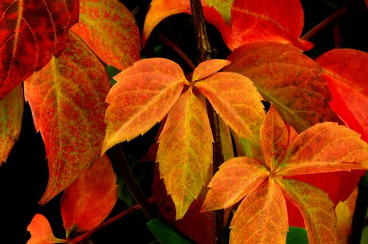 Image shows beautifully colored autumn leaves (Parthenocissus quinquefolia)
