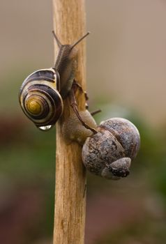 Two snails climbing a branch in the rain