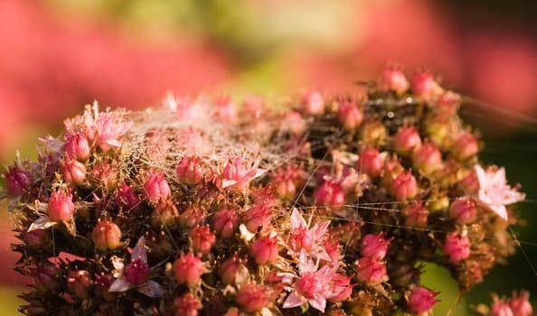 Spiderwebthreads on late Sedum flowers with dewdrops in Octobersun