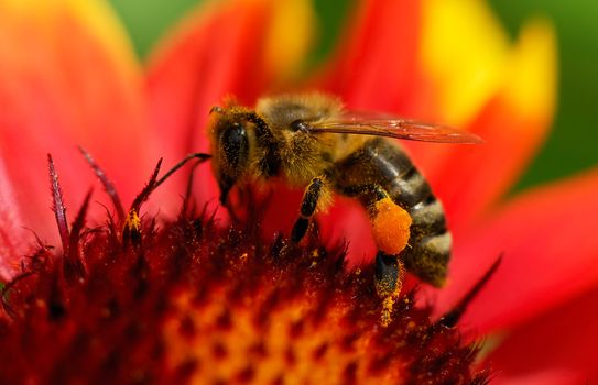 Image shows a bee been busy on a flower