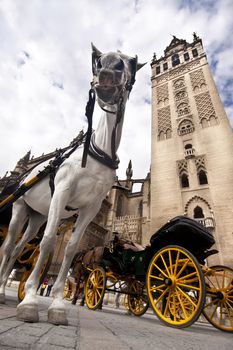 In front of the Cathedral.
White horse and traditional tourist carriage in Sevilla, Spain. Extreme low angle shot.