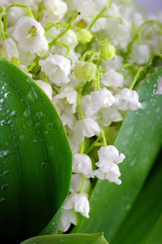 Lily-of-the-valley against a pale green background