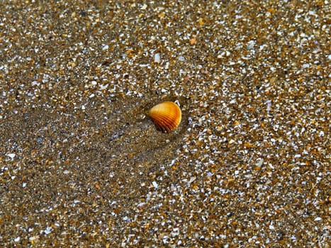 Detail of a shell on the Juno beach