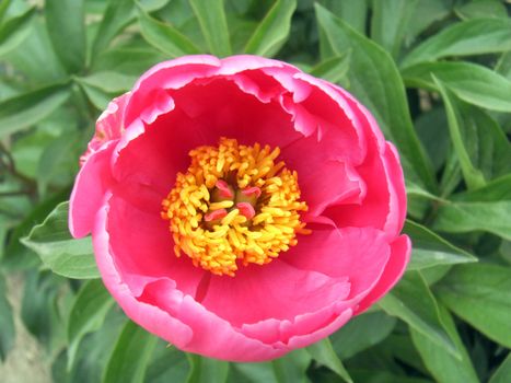 Peony