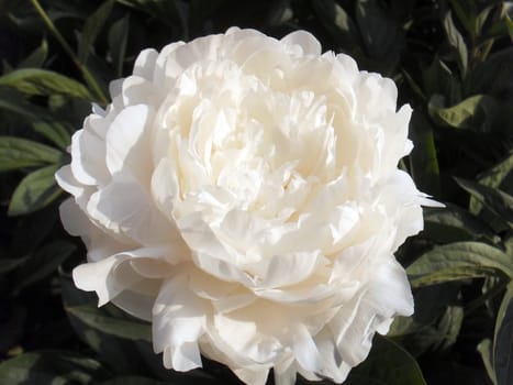 Peony