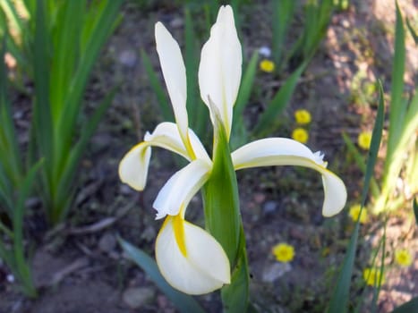 white iris