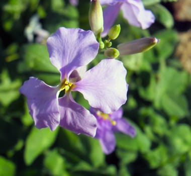 february orchids,Orychophragmus violaceus