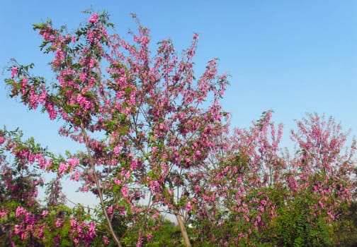 Red locust tree flower