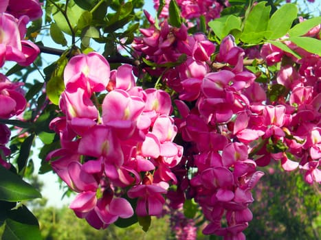 Red locust tree flower