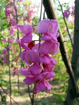 Red locust tree flower