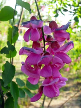 Red locust tree flower