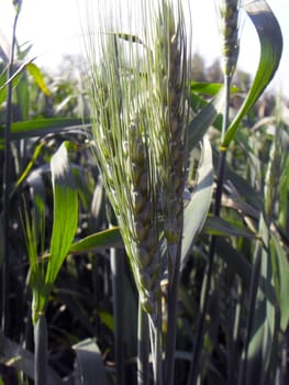 Wheat