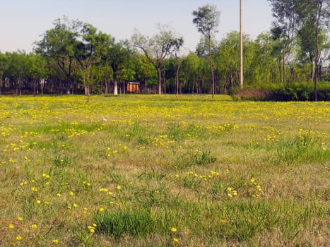 wild flowers on grassland