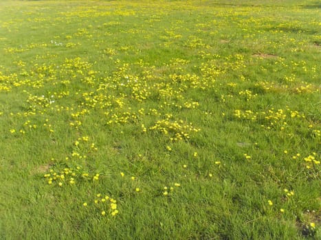 yellow wildflowers