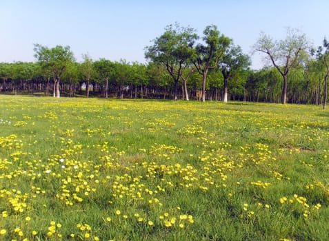 wild flowers on grassland