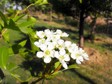 Hawthorn flower