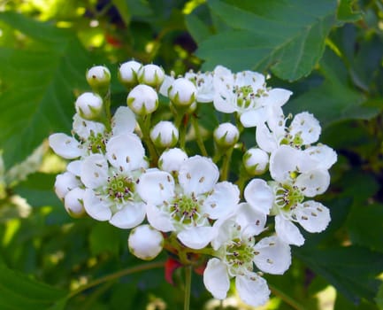 Hawthorn flower