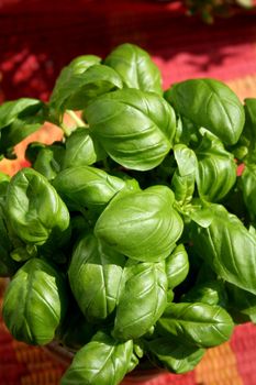 Basil leaves on tablecloth