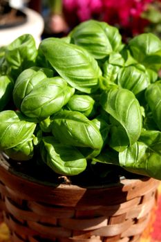 Basil leaves