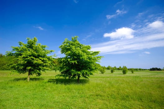 Two green trees on a green field
