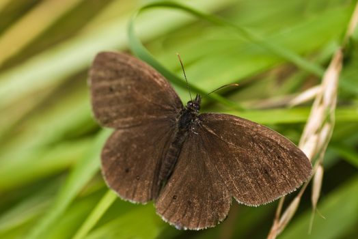 Ringlet butterfly sitting on long grass near the road