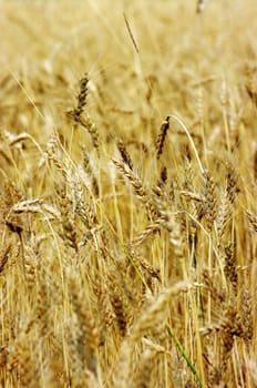 Golden wheat on the plant.