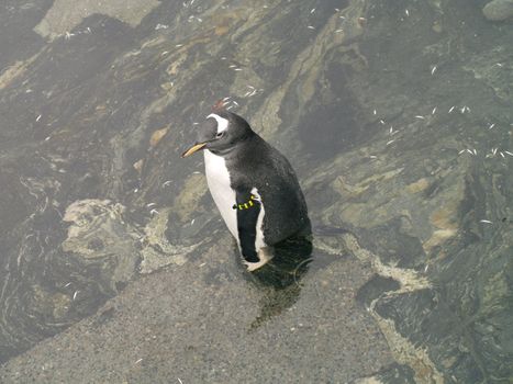 penguin in the aquarium in Bergen