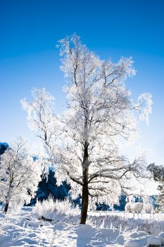 Winter scene from Norway