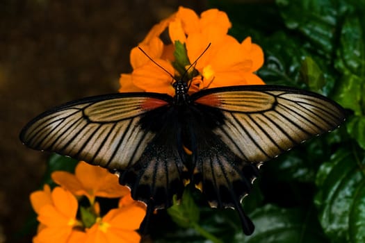Tropical butterfly Great Mormon on orange flowers