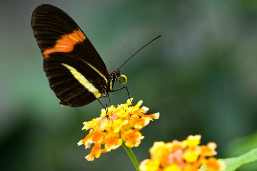 The Postman- tropical butterfly Heliconius Melpomene Amaryllis 