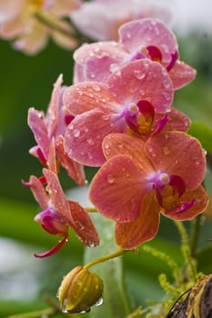 Pink flowers of Phalaenopsis or Moth Orchid with waterdrops