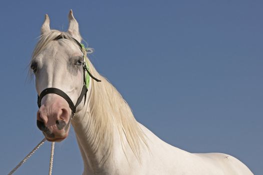 White marwari stallion at the Pushkar Fair in Rajasthan, India