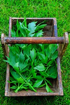 Fresh lovage in a wooden tray