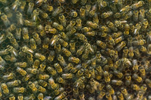 Honeybees on honeycomb - view through glass window