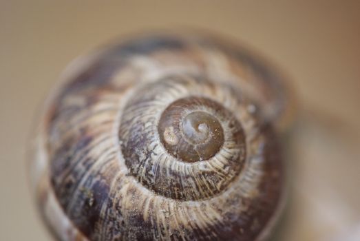 A snail with a colorful shells. Snails home.