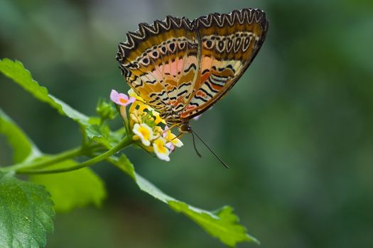 Tropical butterfly Plain lacewing or Cethosia hypsea on Lantana flowers
